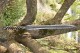 Longquan City Sword Handmade Forging Integrated Steel Sword Film and Television Sword Collection Crafts Six Sword Swords