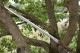 Douyin same Longquan sword handmade forging all -in -one wooden handle six sides Tang sword sword sword sword collectible blade