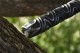 Longquan City Sword Handmade Forging Integrated Six Sides Tang Sword Television Han Sword Cold Weapon Long Sword Craft